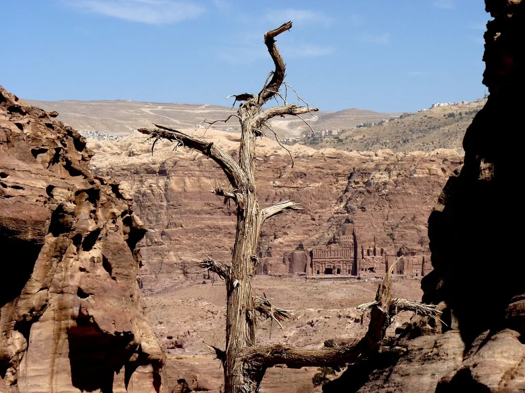 Royal Tombs across the valley at Petra, framed by sandstone and a foreground tree