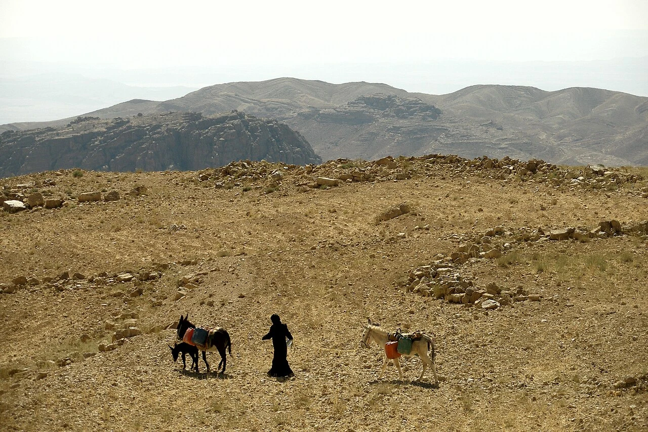 A cultivated rural landscape near Wadi Musa with distant people and animals